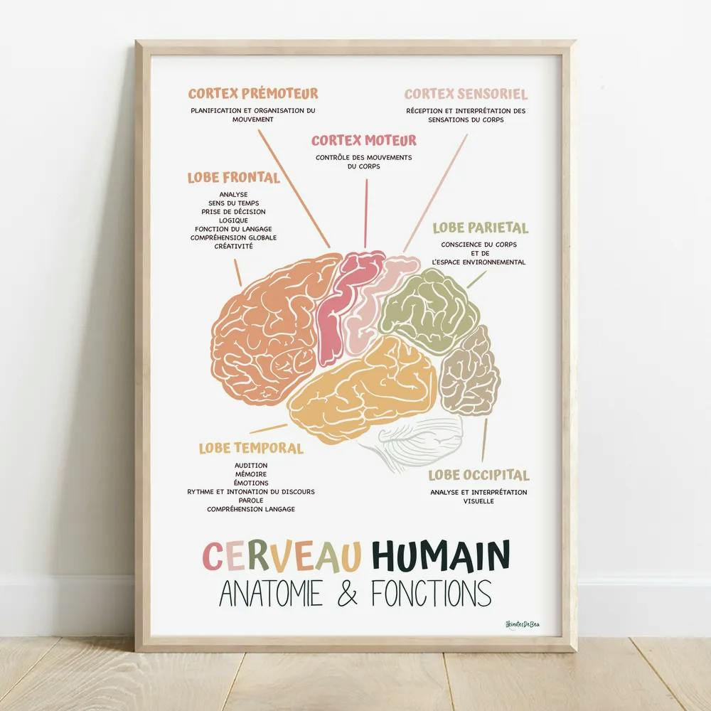 Affiche Anatomie cerveau en français, Décor bureau de thérapie, Art mural Cerveau humain Conseiller scolaire, Ergothérapie et Psychologie
