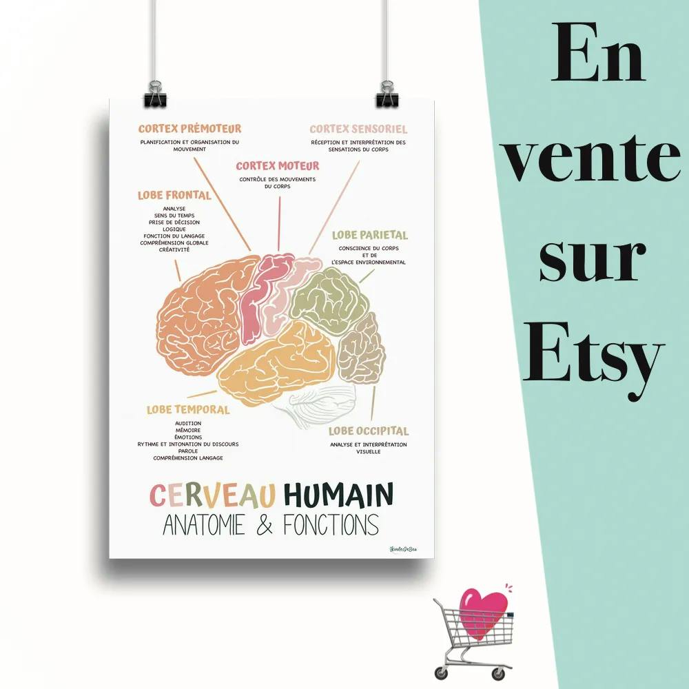 Affiche "Les fonctions du cerveau humain sunshine" suspendu par des pinces avec le message en vente sur Etsy