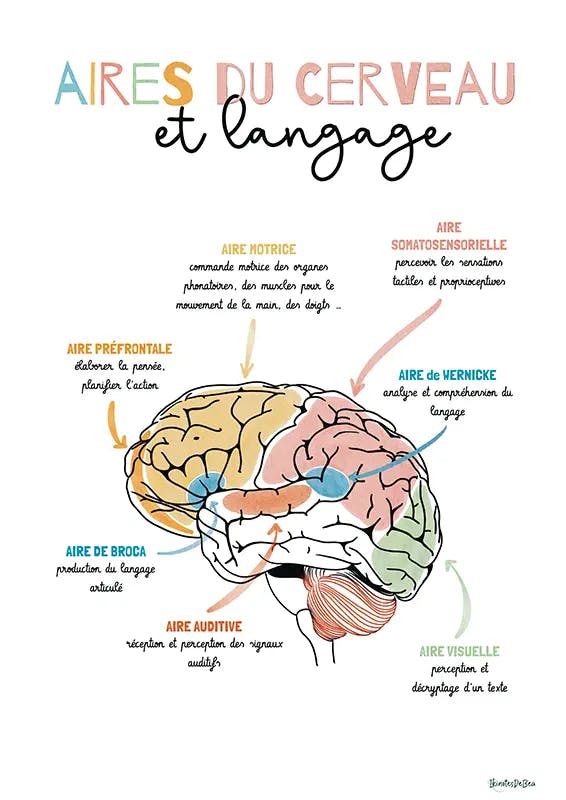 Aires du cerveau et langage ocre