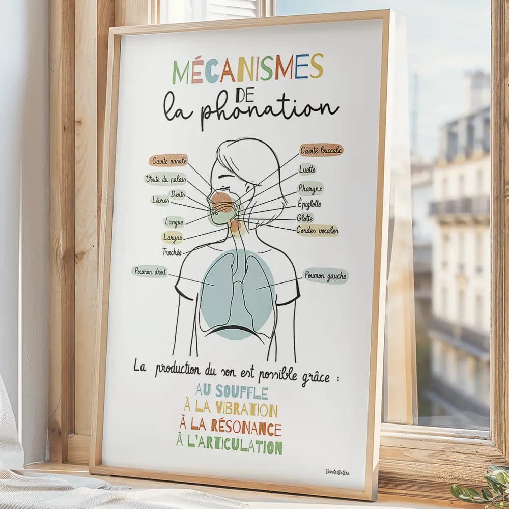 Mécanismes de la phonation Dessin d'un schéma avec légendes des mécanismes de la phonation partant des poumons et remontant par le larynx jusqu'aux lèvres